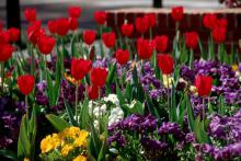 With pansy season at hand, consider companion plantings that will not only look good this fall and winter but also offer a crescendo next spring. Try red tulips with blue and white pansies.