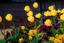Try yellow tulip varieties with their complementary violet-colored pansy.