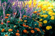 The real garden fiesta begins once you start growing the Mexican bush sage with the Mexican sunflower.