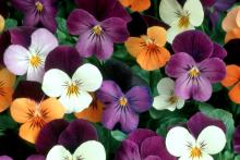 The Duet viola mix features bold, vibrant orange, yellow, violet, cream and lavender petals, and the Swirl mix has an heirloom, or antique, look with pale yellow, cream with lilac and lavender shades.