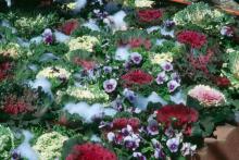 Flowering kale and cabbage excel in beds of brightly colored pansies, violas, panolas and snapdragons.
