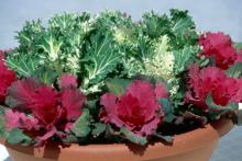 Kale and cabbage also are exceptional in large containers with three in a triangular design. Plant tulips or daffodils in the center of the triangle and then place pansies around the edges.