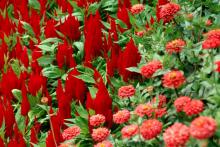 Thriving in the summer heat and humidity with drought or rainy conditions, Fresh Look Red decorates a garden or patio container with rosy red plumes. 