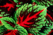 Kong red coleus displays a broad vein in a brilliant red down the center of each leaf. These shade-loving plants produce leaves large enough to cover a person's face and also come in scarlet, rose and mosaic colors.