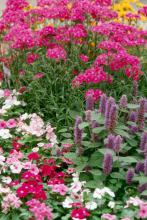 Purple Heart and pink shades of petunias or periwinkles also work well.