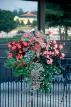These popular new "designer" hanging baskets look great with one blooming species covering the basket, or with three to five species artistically placed with color and texture in mind.