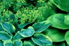 The hosta is in the lily family and has the common name of Plantain Lily. Despite the fact that they are cold-hardy way up north in zone 4, their beauty and leaf texture add a tropical flair to the garden.