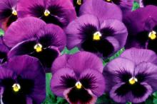 The new super-sized XXL pansy is perfect for gardeners who think bigger is better. 