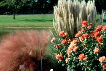 Try growing them in beds with deep pink shrub roses, or place them in front of other grasses like dwarf pampas, purple fountain or black bamboo. Group three together for an especially showy display.