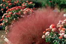 Muhly grass looks at home in any kind of garden.