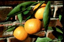 Satsumas like these perform well in containers and are known for their cold tolerance and great taste.