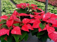 A popular poinsettia variety is the Sonora Jingle Bells. It features dark red bracts with white flecks, giving it a peppermint look.