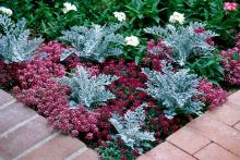 In a gardening world dominated by a sea of green, well-placed pockets of plants with silver and gray leaves is ever so striking, like in this planting of Sweet Alyssum and Dusty Miller.