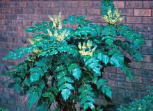 The sprays of yellow blossoms opening up on this Mahonia signal that, groundhog or no, spring is right around the corner.