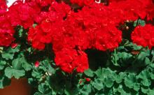 These deep scarlet geraniums from the Showcase series yield breathtaking color.