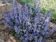 Though its foliage is handsome, it is Mona lavender's spikes of dark lavender flowers that everyone adores.