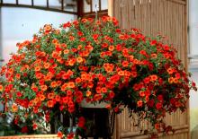 With its blaze of fiery orange-red and yellow, Million Bells Crackling Fire may be the prettiest calibrachoa on the market.