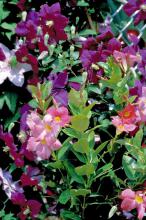 This clematis combines well with the Mandevilla, providing the perfect mixture of Southern perennial and Brazilian tropical for a bold and spectacular display. 