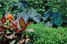 The Black Magic, with its dark purple leaves, is one of the most sought-after elephant ear varieties. Grow elephant ears with other coarse-textured plants like bananas, gingers and cannas, such as the Tropicanna pictured here.