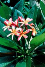 Growing plumeria can bring a Hawaiian touch to Mississippi landscapes, and growers will be amazed at how easy it is to over-winter this tropical.