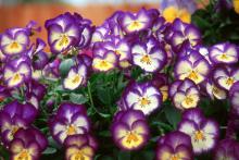 The Ultima series of pansies have unique color combinations that catch the eye of visitors. The Ultima Radiance Blue is richly colored with blue-cream and yellow in an unusual pattern.