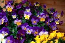 Splendid violas offer attention-grabbing color with a deep blue and a splash of yellow. Their enticing fragrance encourages people to "stop and smell the violas.