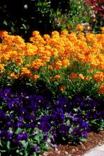 Citrona Orange will stop traffic with displays such as this one as it towers over Matrix Blue Blotch pansies.