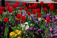 Red tulips tower over other plantings in this garden setting.