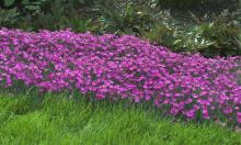 The Firewitch dianthus, or cheddar pink, is a low growing, mat-forming plant with narrow, bluish-gray foliage and brilliant purplish-pink flowers. The blooms cover the plant and perfume the air with a spicy, clove-like fragrance.