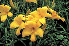 This All-American daylily winner is a golden beauty with nearly continuous large, buttery-golden blooms from mid-season through frost.  It is a sturdy, spectacular perennial that blooms an average of 97 days per year and is heat tolerant, cold hardy and disease resistant.