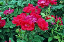 2006 Mississippi Medallion winner Knock Out is a shrub rose that is very disease resistant, and plants are heat and drought tolerant once established. 