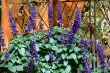 Mystic Spires Blue is the first dwarf or compact selection of the well-loved Indigo Spires. It will work well with perennials like purple coneflowers and summer phlox, or combined with yellows like melampodium, black-eyed Susans and New Gold lantana. 