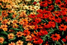 The Profusion Fire and Profusion Apricot zinnia varieties bloom from spring until frost. Profusion Fire astounds viewers with its scarlet and orange blooms. The Profusion Apricot is light coral with a rich terracotta center. 