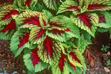 The Kong coleus will liven up the shade garden and be available in red, scarlet, rose and mosaic varieties. It is a large plant, with one leaf big enough to cover a face.