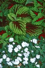 The Kong coleus combines well in the shade garden with white Impatiens. It is excellent in baskets, especially when grown in combination with a vining or cascading plant. 