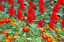 Sizzler Red salvia and Zenith Red and Gold marigolds make a stunning combination in flower gardens. Mass plant the salvia for the best landscape impact. The scarlet sage comes in almost any color, including two tones, so it helps to know your color combinations.