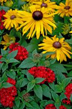 The Graffiti Red Lace provides beautiful support of these black-eyed Susans, or Rudbeckias.