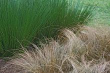 The brown, twisted appearance of Toffee Twist carex provides an unusual contrast with the green, upright stems of the Quartz Creek juncus, a variety of soft rush.