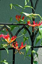 Glory lily vines will generally climb from eight to 12 feet. The flowers are spidery, lily-like with six bright red petals with yellow margins, and long protruding stamens.