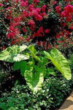 This display of Lime Zinger elephant ears is perfect underneath red Tonto crape myrtles and above a bed of Joseph's Coats.