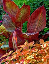 The vibrant, orange-green-yellow variegated Tropicanna canna attracts attention to this arrangement, which includes the equally colorful Rustic Orange coleus.