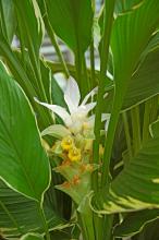 This ginger, known as Emperor, will royally impress viewers with its creamy yellow variegation on the margins of dark green leaves. The blooms, or bracts, look like porcelain. The petals gradually drop on the older portion of the bloom until yellow cups remain.