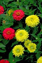 Zesty series of zinnias produce huge dahlia-shaped blossoms on a great landscape plant. They come in a multitude of colors, such as these reds and yellows, and have been very good performers in our Mississippi State University trials at Crystal Springs.