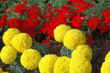 Moonstruck is a new exciting marigold series with large and round flowers. They are available in orange and yellow varieties.
