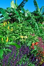 The tall candlestick plant on the left with the bright yellow blossoms combines with cannas, bananas and salvias for a fall Caribbean style garden.