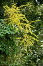After a summer long drought and when many trees are defoliating, the goldenrain tree is in full bloom with sprays of yellow blossoms.