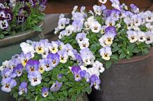 Like its sister Purple Rain, the Frosty Rain pansies will have flowers that are about twice the size of hybrid-type violas. Frosty Rain is white with light blue/purple picotee edge and purple blotch; the blotch can occasionally appear blue-purple. Some color variations depend on temperature trends.