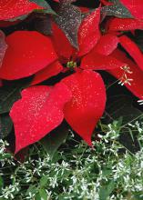 A red poinsettia placed in a container with the white-flowered Diamond Frost gives the impression of the red poinsettia sitting on a bed of new-fallen snow.