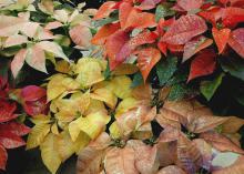 The new, colorful painted poinsettias come in shades guaranteed to perfectly fit your home's color scheme.