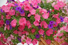 Incorporating the Easy Wave Coral, Shell Pink and Blue produces the Easy Wave Beachcomber mix. Easy Waves are spreading but more mounding than the petunias that are just called Waves.